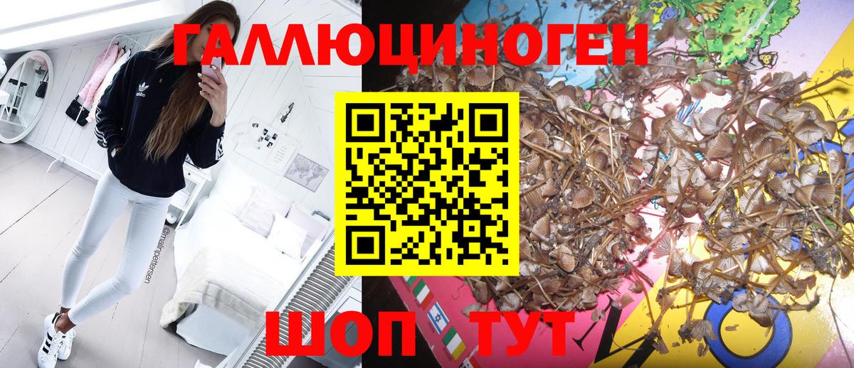 Галлюциногенные грибы прущие грибы Кандалакша